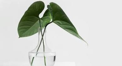 green plant in a glass verse